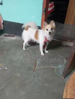 6-12 Months Male Purebred Pomeranian