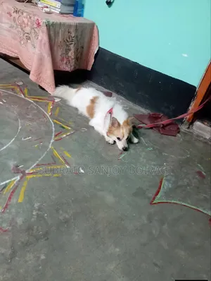 6-12 Months Male Purebred Pomeranian
