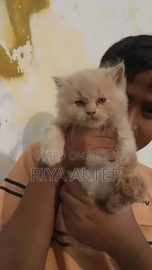 ১-৩ মাসের মেল পিউরব্রেড পার্সিয়ান
