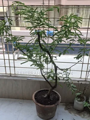 বনসাই তেঁতুল গাছ
