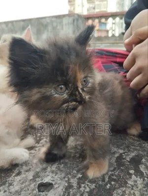 ১-৩ মাসের ফিমেল পিওরব্রেড পার্সিয়ান বিড়াল