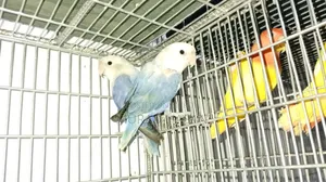 রানিং লাভবার্ড