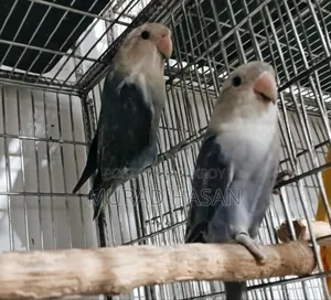 রানিং লাভবার্ড
