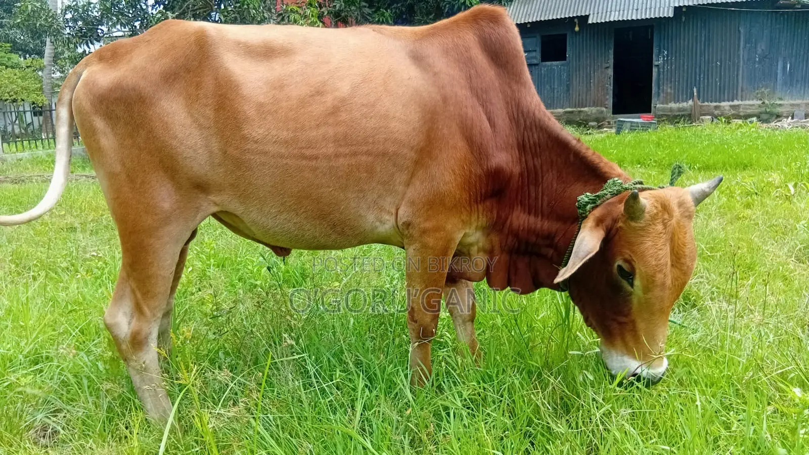 Cow for Sale