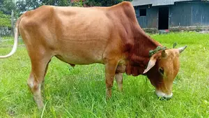Cow for Sale