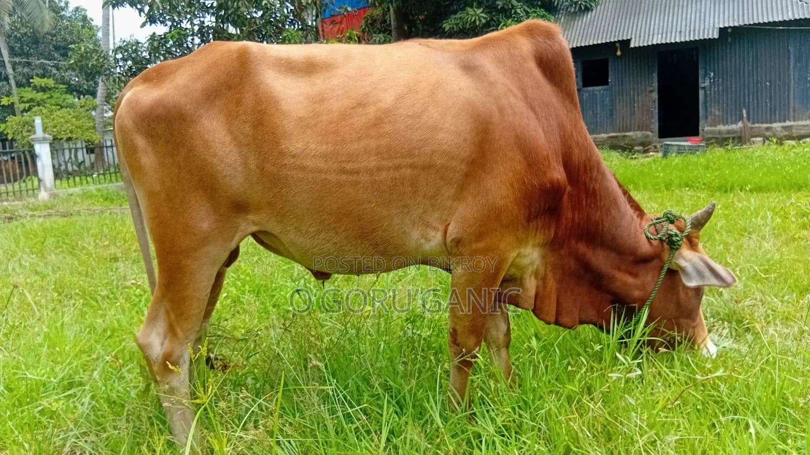 Cow for Sale