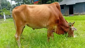 Cow for Sale