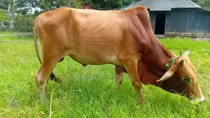 বিক্রির জন্য গরু