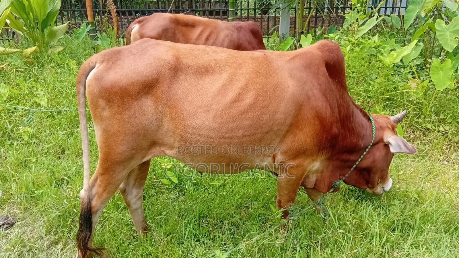 Cow for Sale