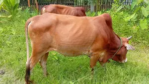 Cow for Sale