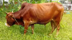 ভালো দামে বিক্রির জন্য গরু।