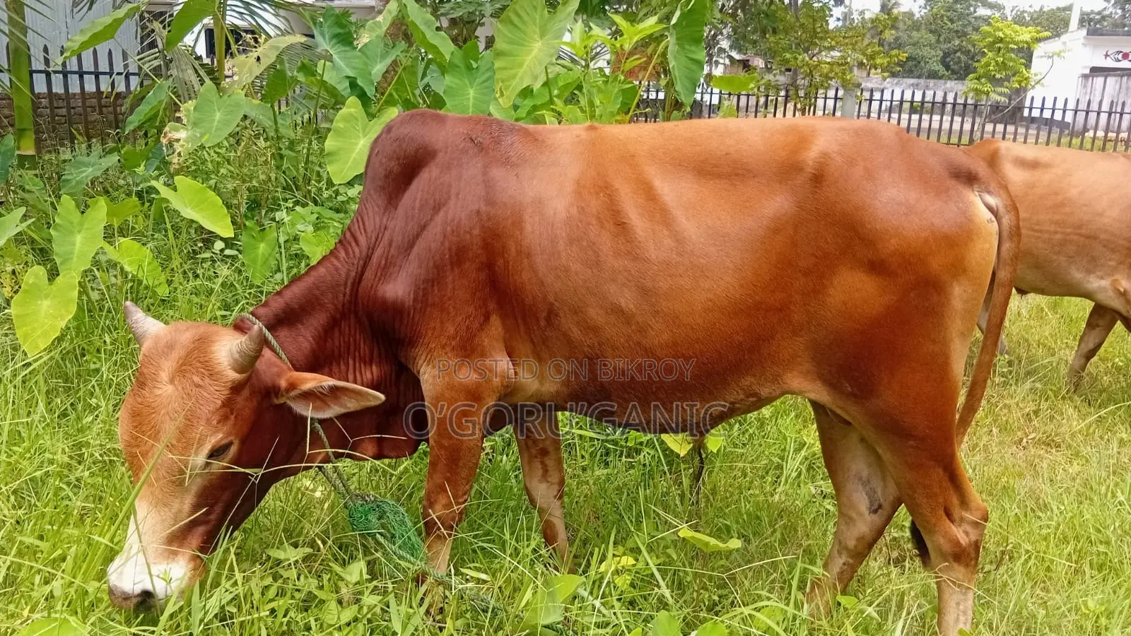 Cow for sale at a good price.