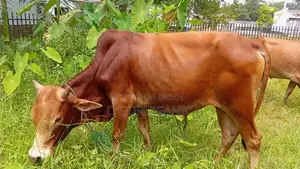 Cow for sale at a good price.