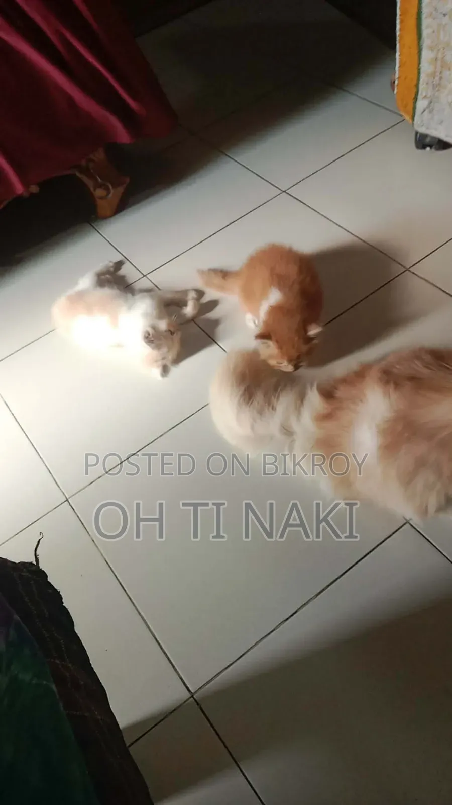 1-3 Months Female Purebred Persian