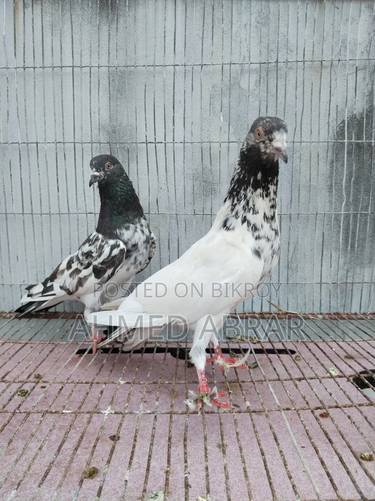 Three pairs of pigeons