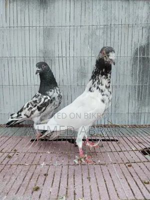 Three pairs of pigeons