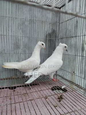 Three pairs of pigeons