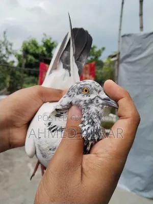 Three pairs of pigeons
