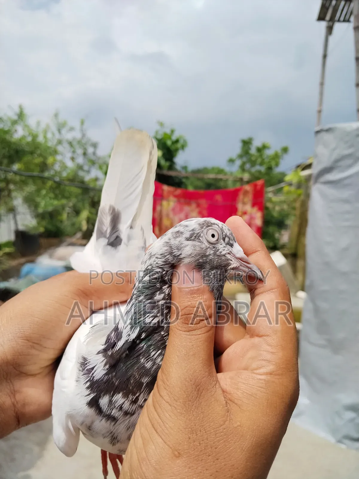 Three pairs of pigeons