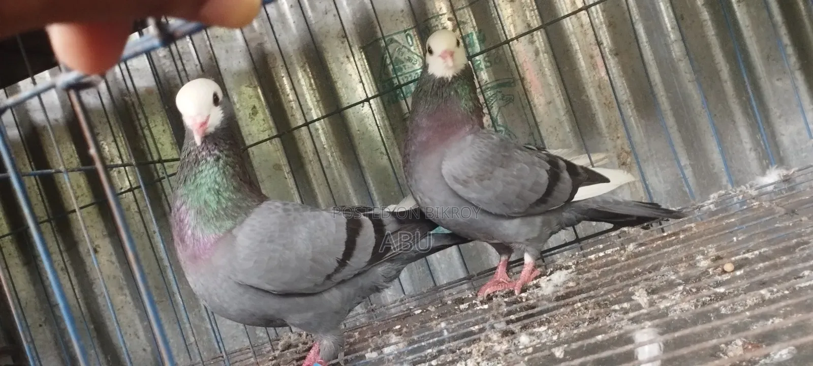Akashi Running Pair