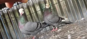 Akashi Running Pair