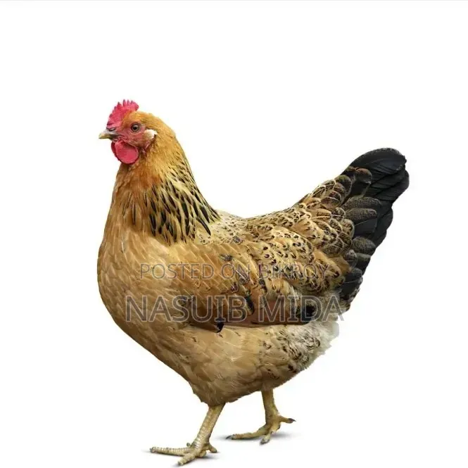 দেশি মুরগি প্রয়োজন