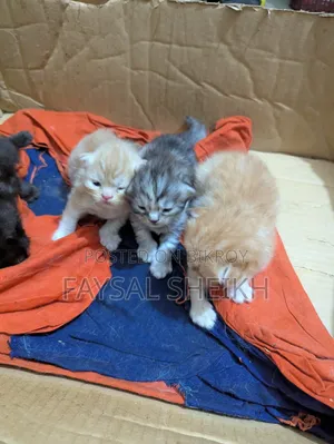 ১+ বছরের ফিমেল পিওরব্রেড পার্সিয়ান