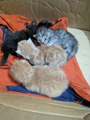 ১+ বছরের ফিমেল পিওরব্রেড পার্সিয়ান