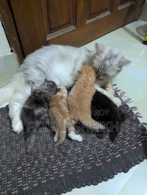 ১+ বছরের ফিমেল পিওরব্রেড পার্সিয়ান