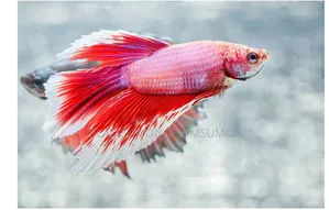 Batta Fish