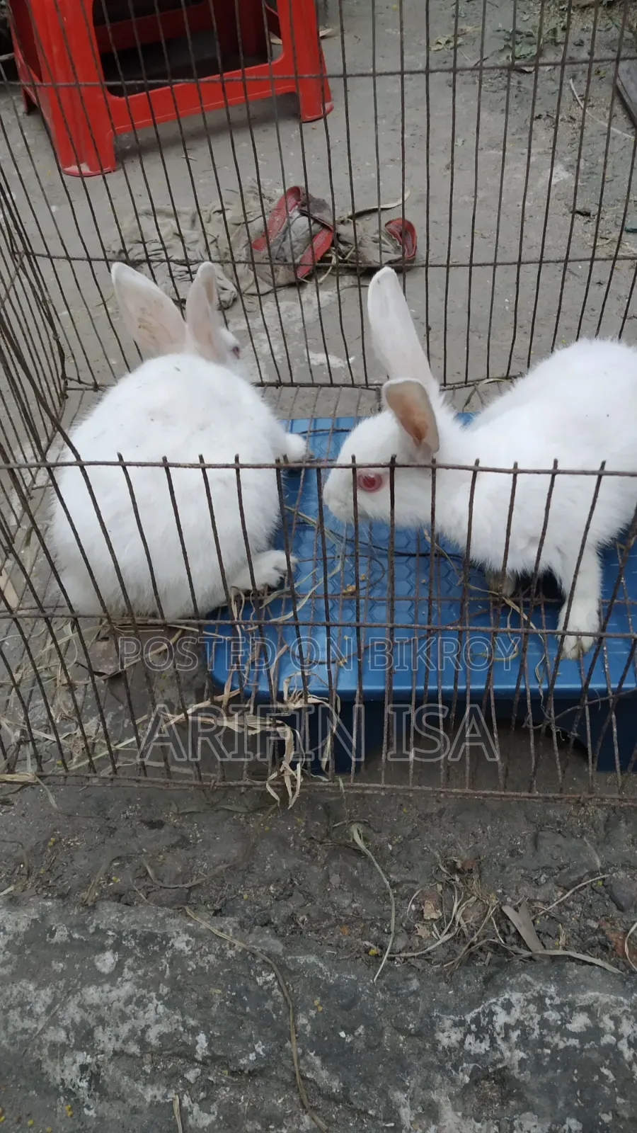 এক জোড়া রানিং খরগোশ বিক্রি হবে