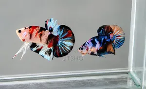নিমো ক্যান্ডি গ্যালাক্সি বেবি ১ ইঞ্চি