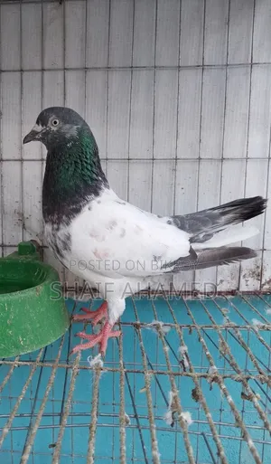 Pigeons will be sold.