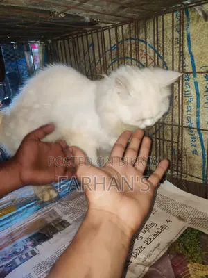 ৬-১২ মাসের ফিমেল পিওরব্রেড পার্সিয়ান