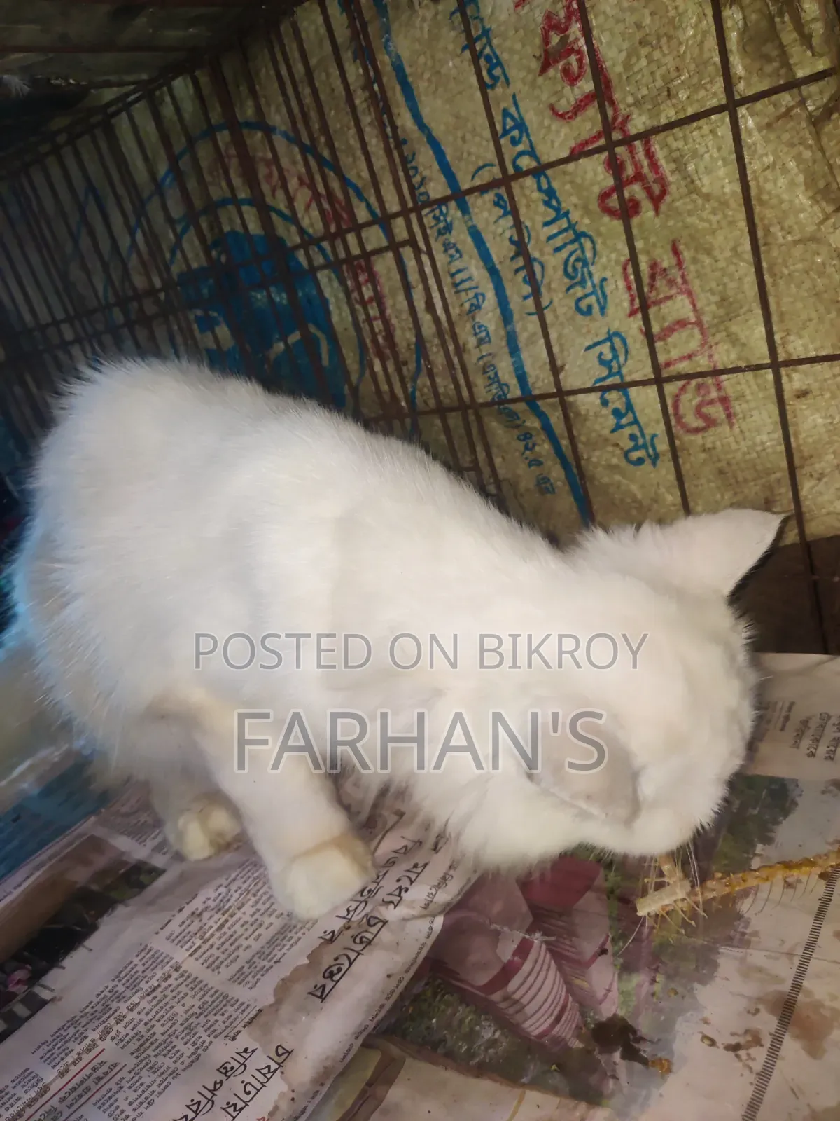 ৬-১২ মাসের ফিমেল পিওরব্রেড পার্সিয়ান