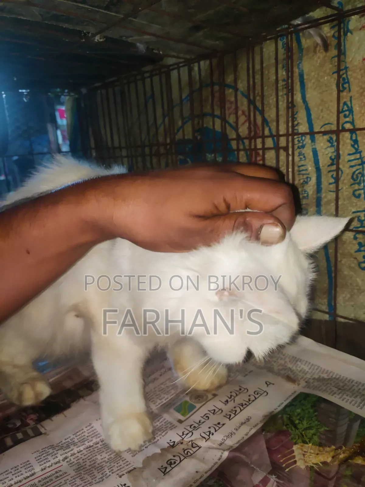 ৬-১২ মাসের ফিমেল পিওরব্রেড পার্সিয়ান