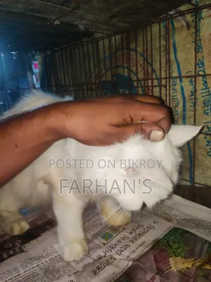৬-১২ মাসের ফিমেল পিওরব্রেড পার্সিয়ান