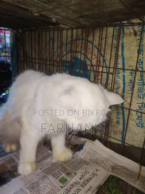 ৬-১২ মাসের ফিমেল পিওরব্রেড পার্সিয়ান