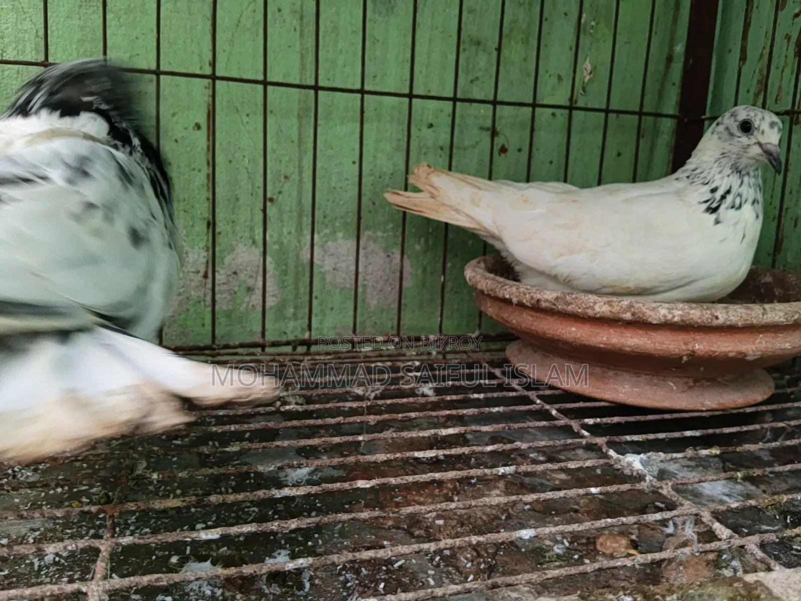 গিরিবাজ কবুতর জরুন বাজার লোকেশন
