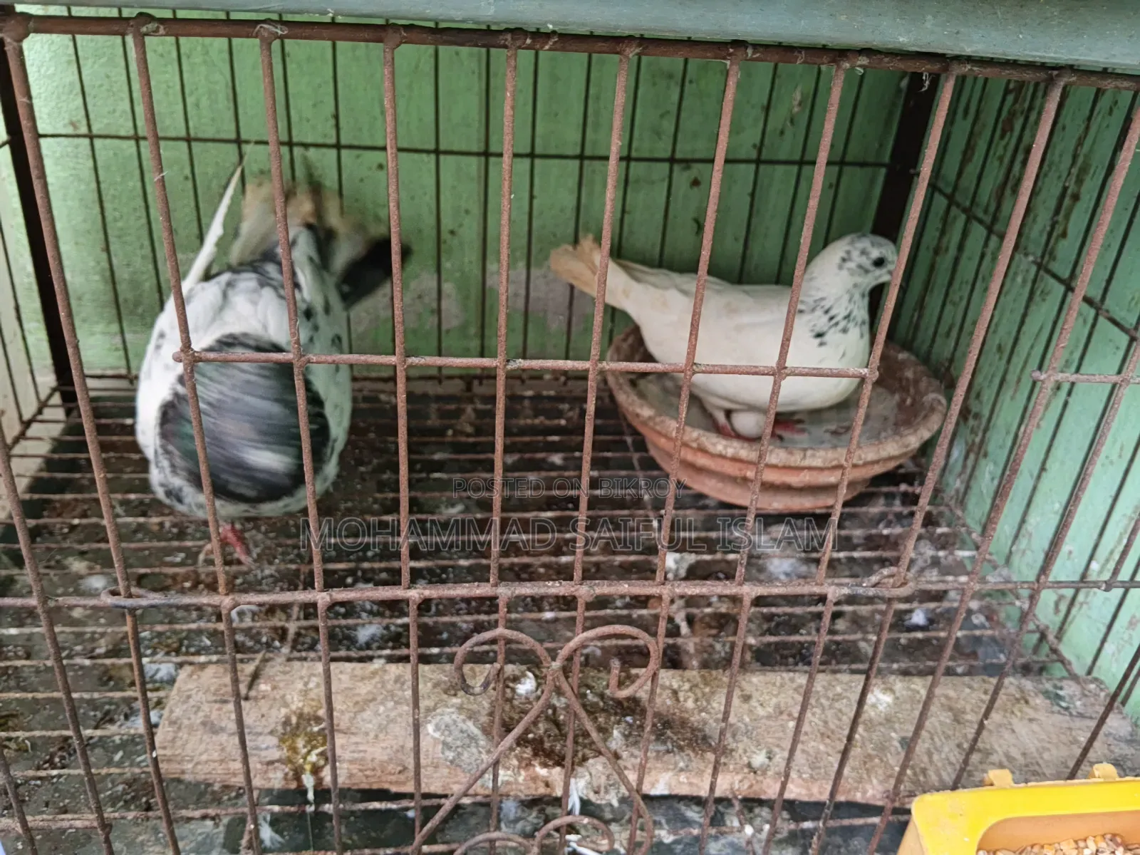 গিরিবাজ কবুতর জরুন বাজার লোকেশন