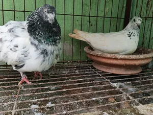 গিরিবাজ কবুতর জরুন বাজার লোকেশন