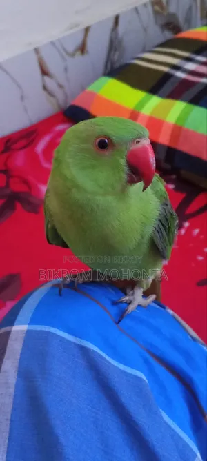 বাড়ীতে চলে যাবো তাই পাখিটা বিক্রয় করবো।
