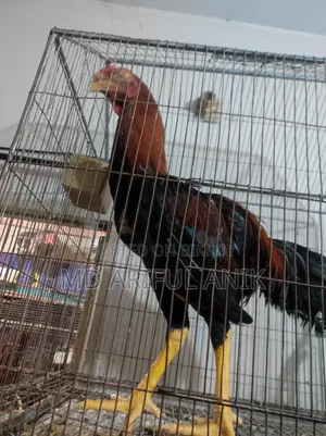 আশীল মিরগি মুরগি