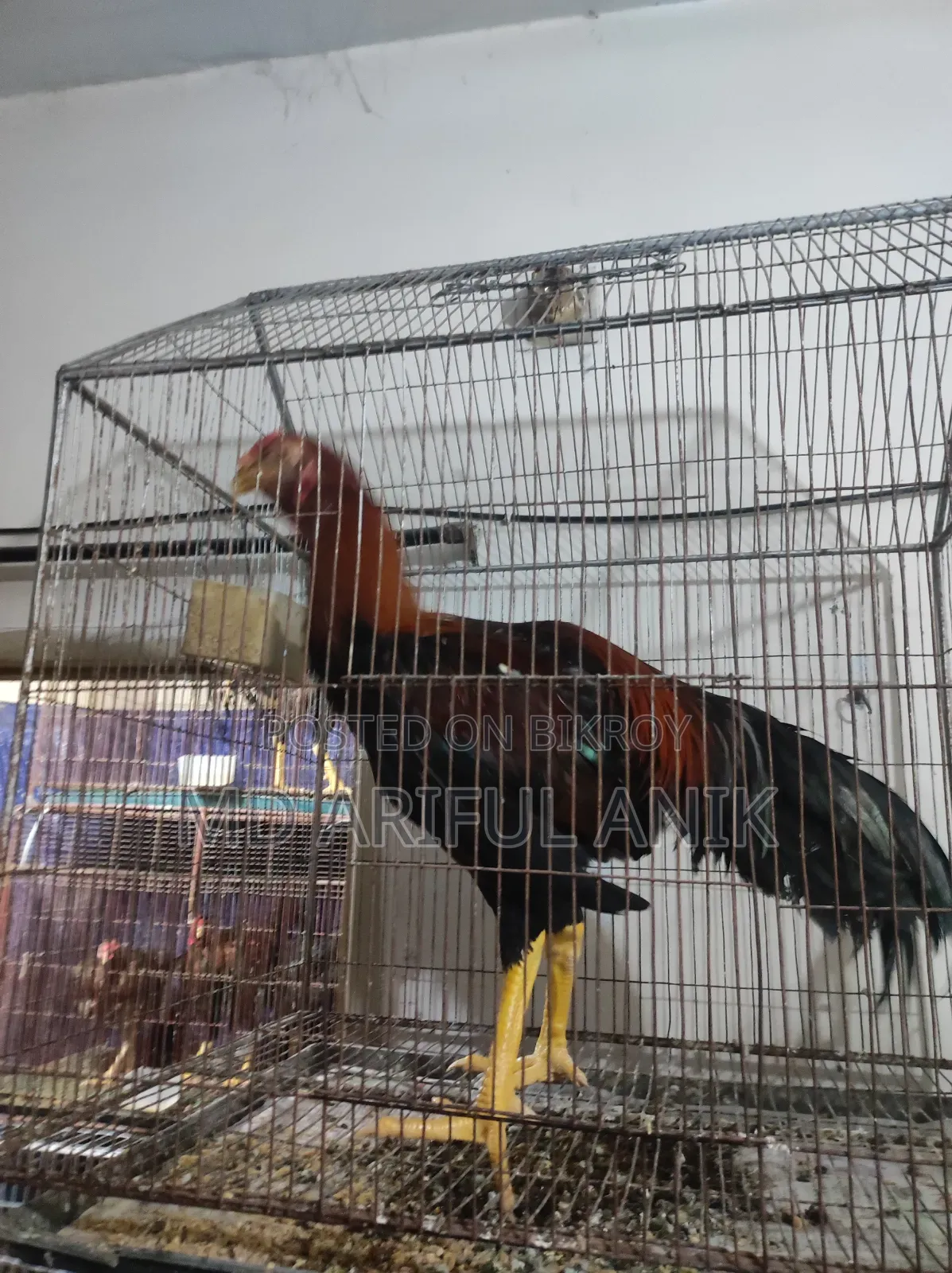 আশীল মিরগি মুরগি