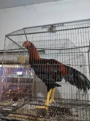আশীল মিরগি মুরগি