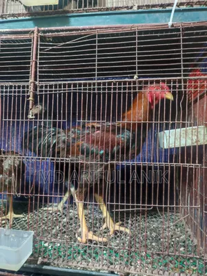 আশীল মিরগি মুরগি