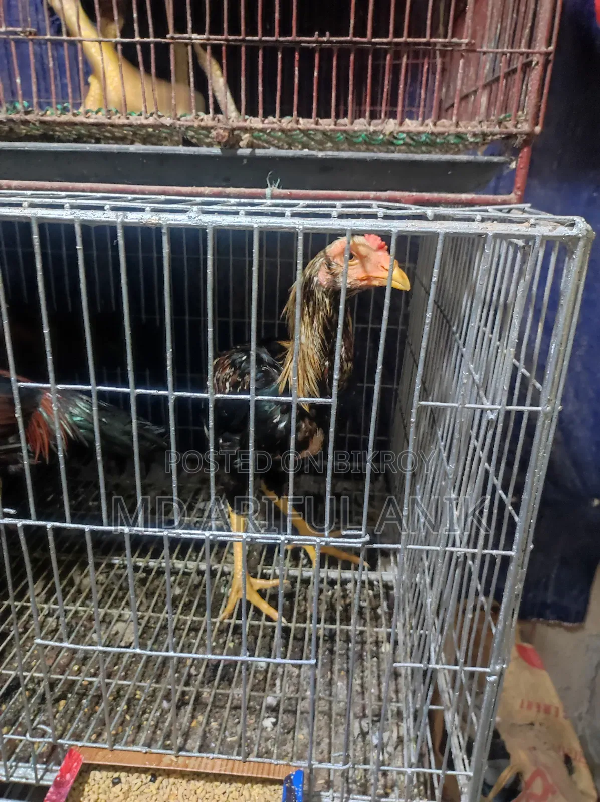 আশীল মিরগি মুরগি