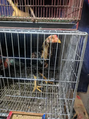 আশীল মিরগি মুরগি