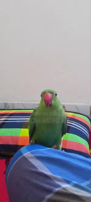 বাড়ীতে চলে যাবো তাই পাখিটা বিক্রয় করবো।