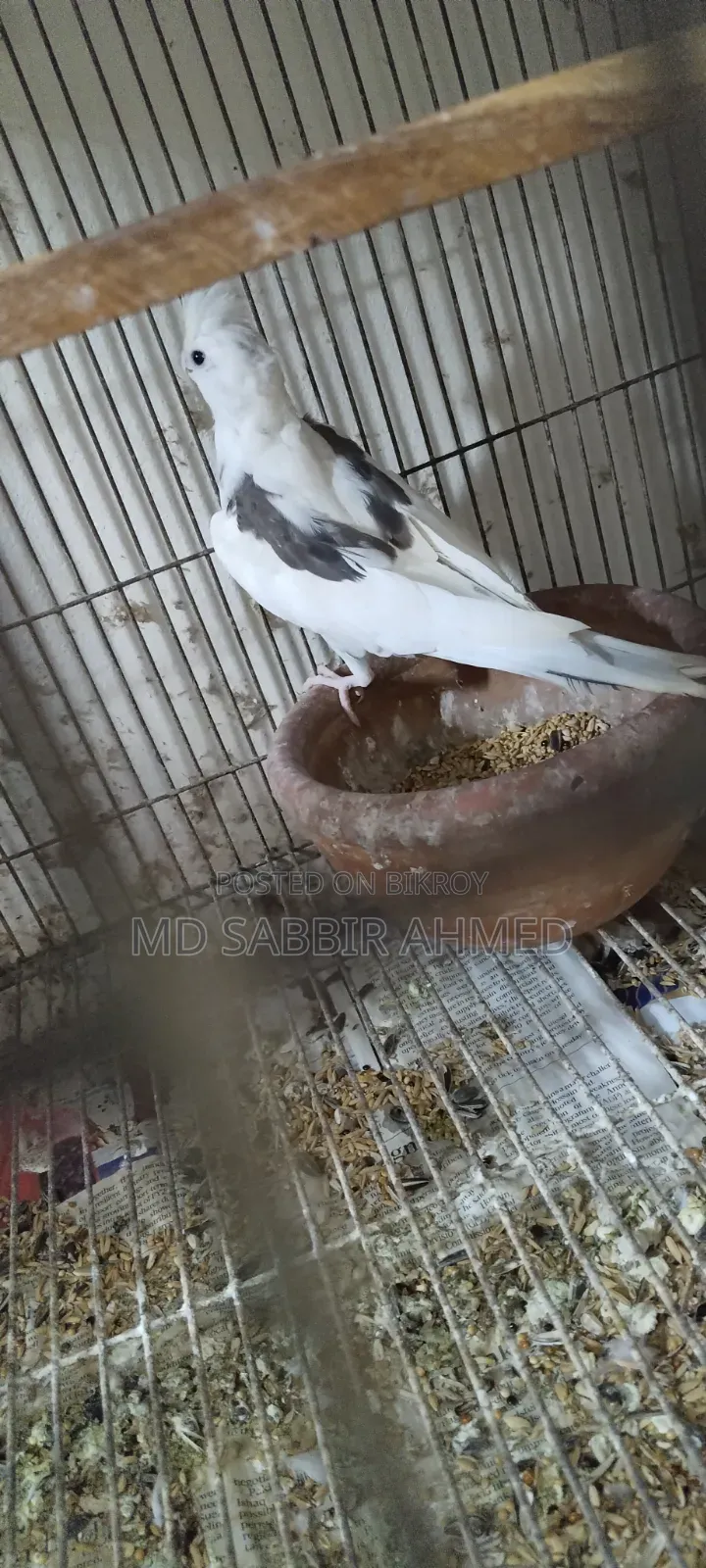 ককাটেল পাখি